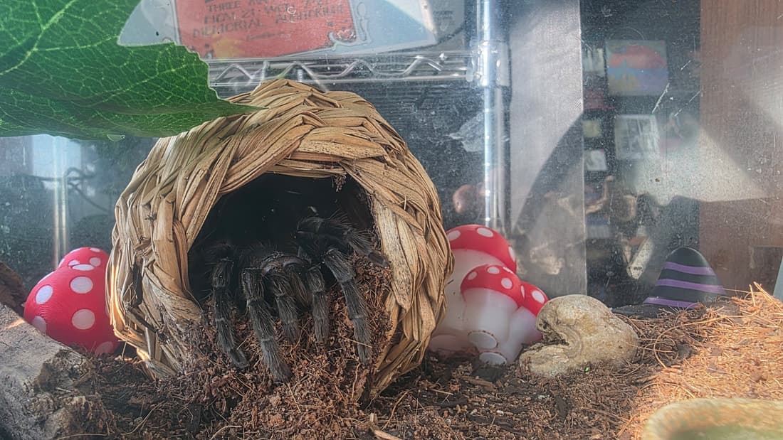 A tarantula in a glass terrarium with mushroom decor, sitting out on the shop floor.